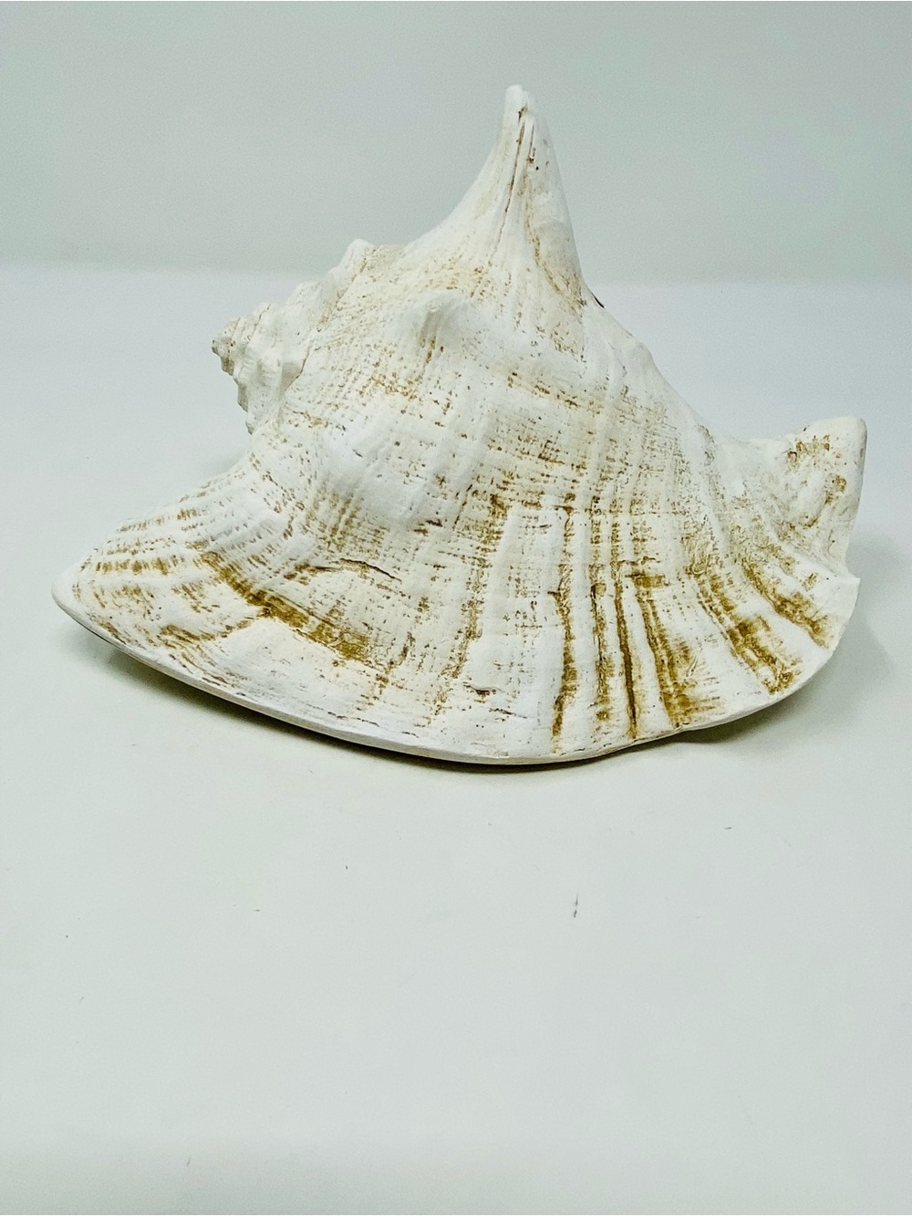 Decorative White Sea Shell Accent